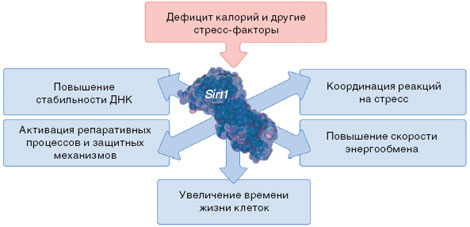  Sirt1        <font class='thesaurus' title=' -  ' onclick=show_dic_word('%C6%E8%E7%ED',event)></font>      .      -   Sirt1,  ,   ,    .     , , , Sirt1        .          . 