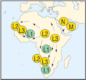     L2  L3      80-60 .  .   M, N  R (  L2  L3)      65 .   (.     PNAS)