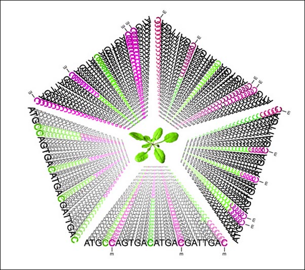          Arabidopsis thaliana   30 ;    ,  — . (  .)