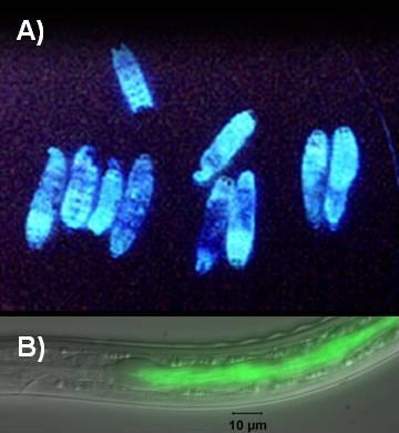 :   Galleria mellonella,    Photorhabdus luminescens. :   ,       Heterorhabditis bacteriophora