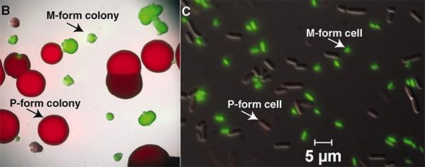 P-  M-  Photorhabdus luminescens. &nbsp;&mdash;   P-    M-. &nbsp;&mdash;  P-   M-