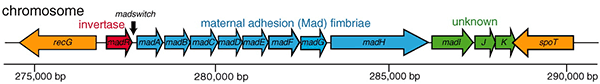    mad   madswitch    Photorhabdus luminescens.      ,    («»)