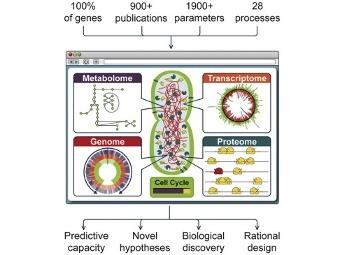  Mycoplasma genitalium.  Karr et al./Cell