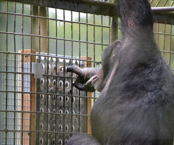     -. ( Zoological Society of London.)