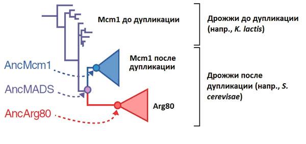    Mcm1/Arg80