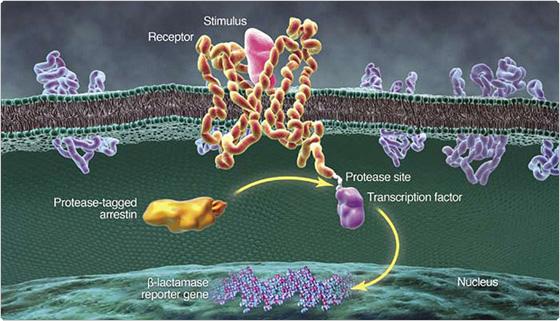 GPCR