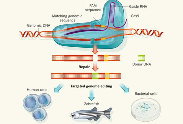      CRISPR