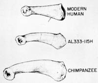     ,  :  -   - .
								: Matt Cartmill, Fred H. Smith. The Human Lineage // Social Science, 2011. p. 149.