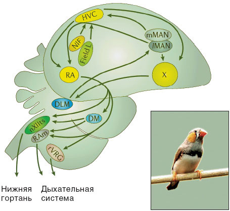     ,        (    ). : www.sciam.ru