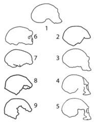 . 2.    ,     Homo helmei.
							 : 1-  (.); 2 –  2 ();  3 –  18 (LH18) (); 4   (); 5 –  () (); 6 –  ();  7 –  V ();  8 –  1 (); 9 – WLH-50 ().